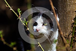 Cat's eyes glow into the distance