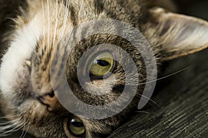 Cat`s face close-up. Cat with open eyes lying on the pillow.