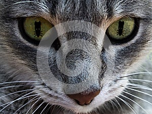 The cat`s face with eyes as mouse. The concept of hunting for mice. Macro.