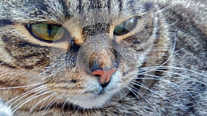 Cat`s face - large-scale