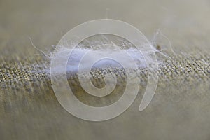 Cat`s fur on the couch, close-up.