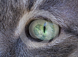 Cat`s green eye extreme macro close-up. Focus detail on the eye