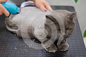 The cat's hair is being cut at the animal hairdresser. Specialist groomer