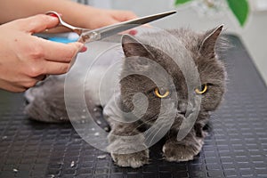 The cat's hair is being cut at the animal hairdresser. Specialist groomer