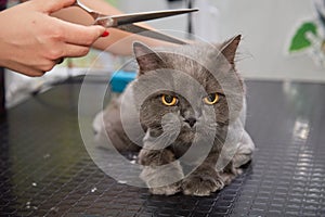 The cat's hair is being cut at the animal hairdresser. Specialist groomer