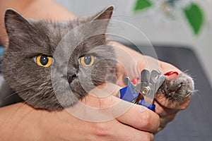 The cat's hair is being cut at the animal hairdresser. Specialist groomer