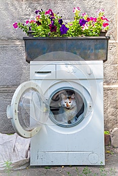 Cat\'s house in a dump.The cat (Turkish Van) chose a washing machine