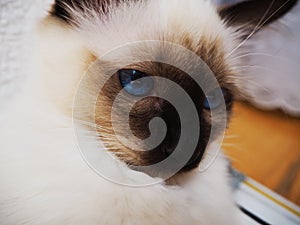 Birman cat thinking