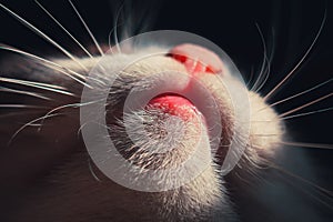 Cat`s mouth, nose, chin and whiskers from beneath. Macro shoot