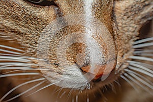 Cat`s mouth and nose. Macro photo of a cat