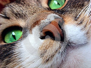 Cat`s muzzle.