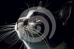 Cat`s Muzzle Close Up. Cat Looking Up, Close Up. Black Cat.