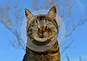 Cat`s muzzle tabby cat cat head looking big cat`s eyes