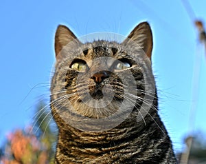 Cat`s muzzle tabby cat cat head looking big cat`s eyes