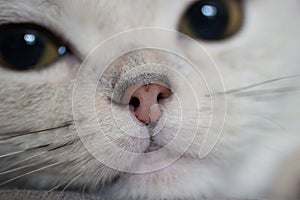 Cat\'s nose close-up. Photo of a pet