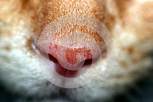 Cat`s nose closeup