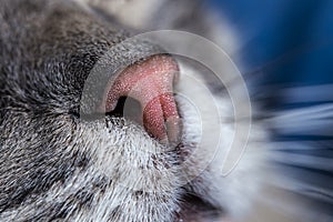 Cat`s nose extreme macro close-up. Focus detail on the nose and whiskers