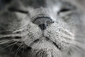 Cat`s nose and mouth