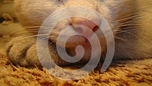 Cat`s nose and mouth | white cat ..