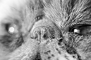 Cat`s nose is wet closeup, black and white