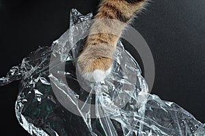 The cat\'s paw grabbed a transparent plastic film on a black matte background, a crumpled polyethylene film