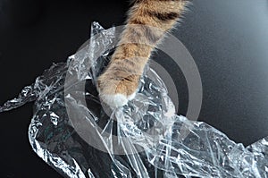 The cat\'s paw grabbed a transparent plastic film on a black matte background, a crumpled polyethylene film