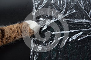 The cat\'s paw grabbed a transparent plastic film on a black matte background, a crumpled polyethylene film