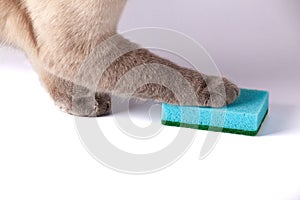 Cat's paw on a kitchen sponge. Blue Dish washing sponge. Cat holding sponge by paw.