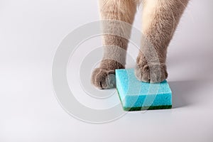 Cat's paw on a kitchen sponge. Blue Dish washing sponge. Cat holding sponge by paw.