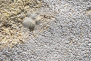 A cat's paw print on the betanite filler in the cat litter box. Macro texture background