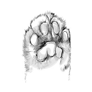 Cat`s paw sketch vector graphics
