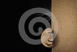 Cat`s paw and whiskers behind the sack