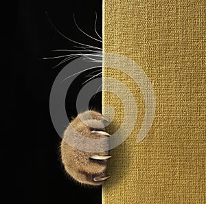 Cat`s paw and whiskers on a book