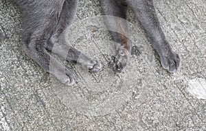 Cat`s paws, Close up with cat foot, cat feet on the street.