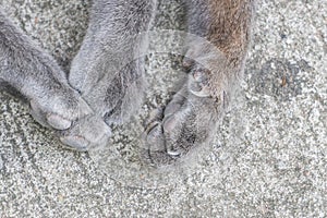 Cat`s paws, Close up with cat foot, cat feet on the street.