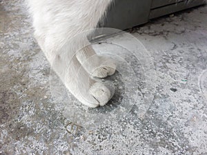 Cat`s paws on concrete background, white cat.