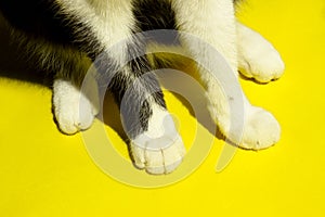 Cat`s Paws. Cropped Shot Of A Cat.