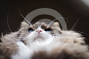 Cat`s pink nose and whiskers low angle view