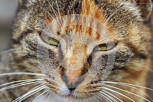 Cat`s Squinting Eyes