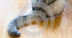 Cat's tail of British short hair - grey and white color sitting