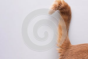 Cat`s tail. The tip of the tail of a red cat