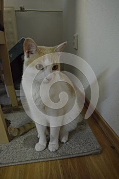 Cat`s thinking of a mouse