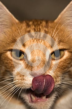 Cat's Tongue