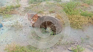 A Cat\'s Tranquil Moment on the Ground