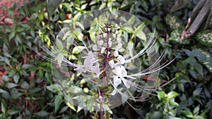 Cat`s Whisker Flower