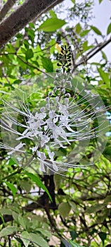 cat's whisker flower