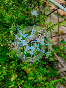 cat\'s whisker flowers are white on a green background