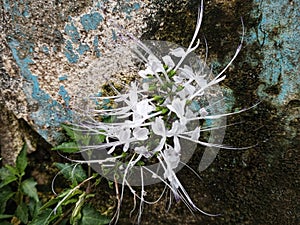 Cat's whisker flowers are white and green and really resemble cat's whiskers