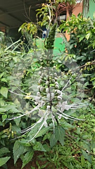 The cat& x27;s whisker medicinal plant is efficacious for Urinary Tract Infections & x28;UTI& x29;, rheumatism and gout