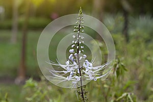 Cat`s whisker plant bloom in the garden.